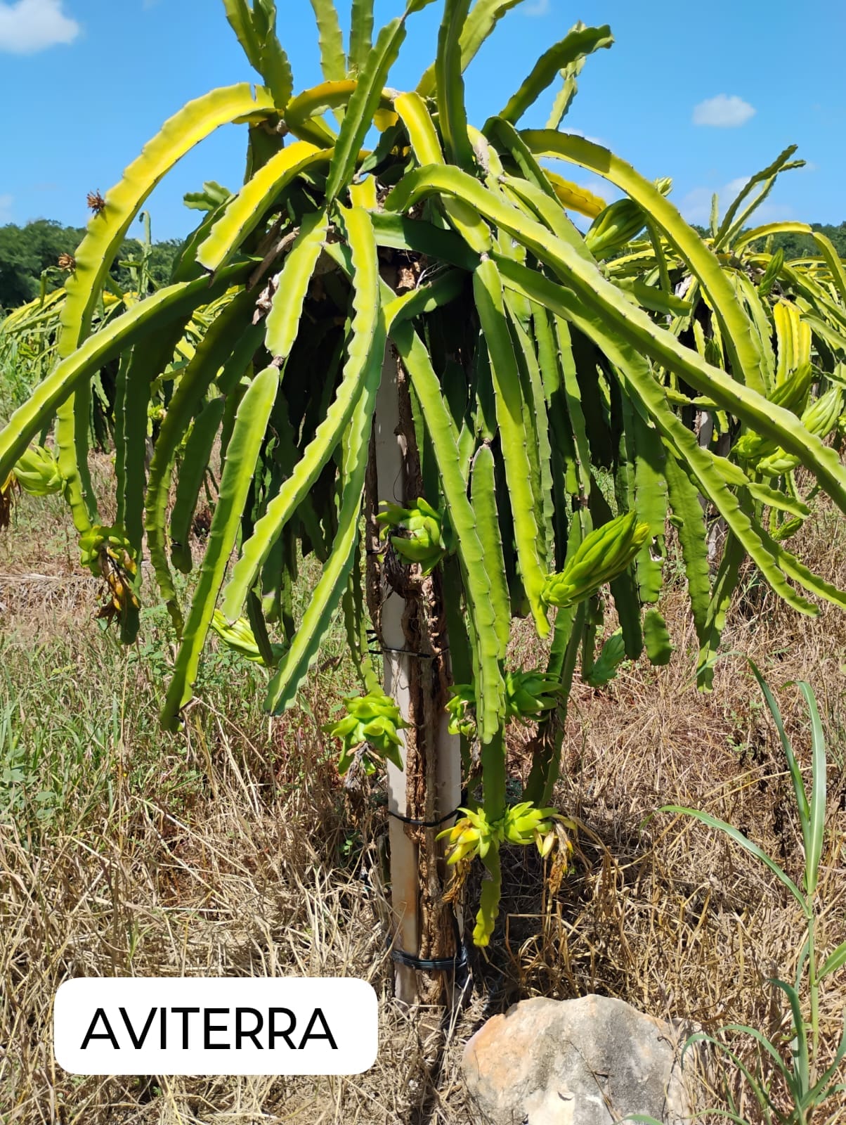 Cultivo agrícola beneficiado con biofertilizante